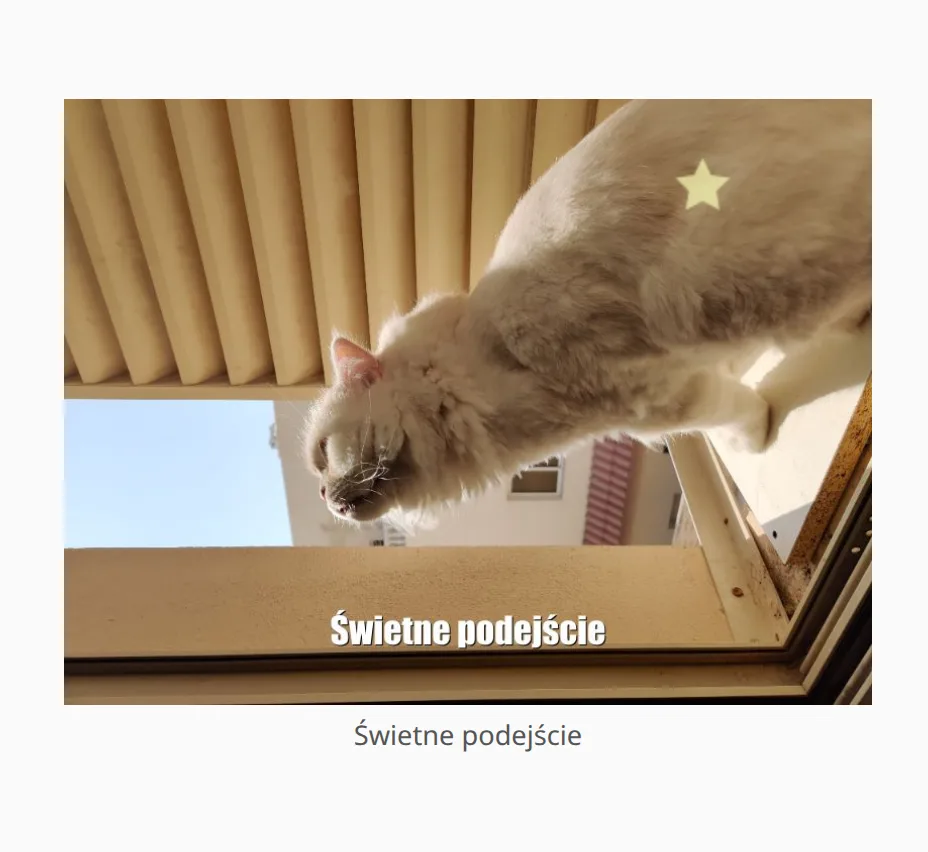 Zdjęcie kota jako nagroda w trybie brzdąca.